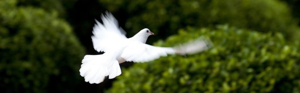 white dove in flight